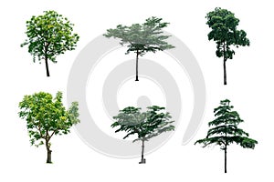 Collection trees of isolated on white background