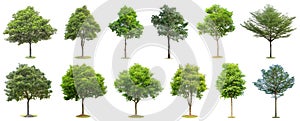 The collection of trees isolated on white background. Beautiful and robust trees are growing in the forest, garden or park