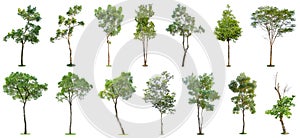 The collection of trees isolated on white background. Beautiful and robust trees are growing in the forest, garden or park