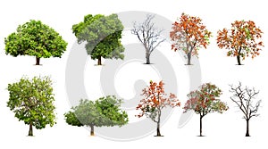 Collection of trees Isolated on white background, Exotic tropical tree for design