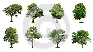 Collection of trees Isolated on white background, Exotic tropical tree for designIsolated big tree on white background ,The