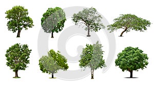 Collection of trees Isolated on white background, Exotic tropical tree for designIsolated big tree on white background ,The