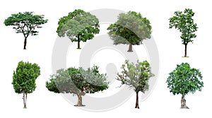 Collection of trees Isolated on white background, Exotic tropical tree for designIsolated big tree on white background ,The