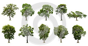 Collection of trees Isolated on white background, Exotic tropical tree for designIsolated big tree on white background ,The