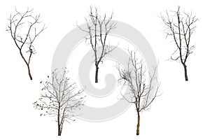 Collection trees without leaves isolated on white