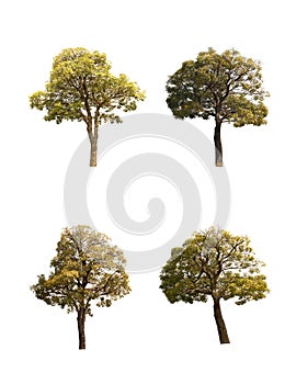 Collection of trees, ,little Tabebuia Aurea trees isolated on white background,fresh,beautiful.