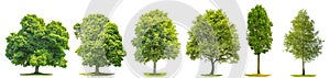 Collection trees maple oak birch chestnut Isolated nature object