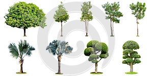 The collection of trees, palm and bonsai tree isolated on white