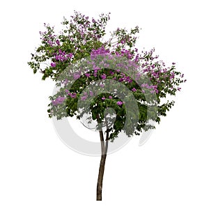 Collection of trees with purple flower isolated on white background