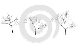 Collection of trees silhouettes without leaves. Branches