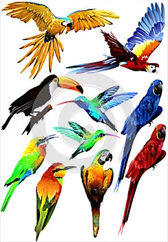 Collection of tropical birds. (Vector)