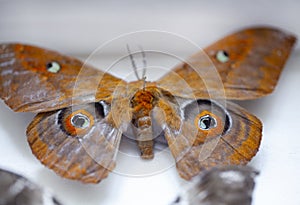 Collection of tropical butterflies to study science entomology