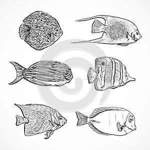 Collection of tropical fish.Vintage set of hand drawn marine fauna. photo