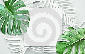 Collection of tropical leaves,foliage plant in white color.Abstract leaf decoration design background