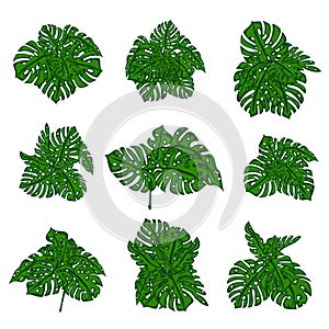 The collection of tropical wild bushes of fern to create a cartoon's background in computer graphics. The elements