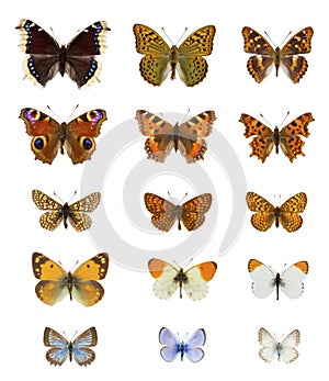 Collection of twenty  colourful european butterflies species in white background photo