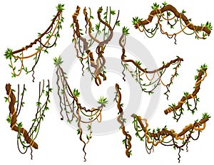 Collection of twisted wild lianas branches. Jungle vine plants. Rainforest flora and exotic botany