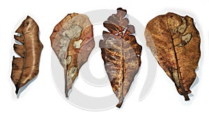 Collection of types of dry and withered leaves isolated on a white background