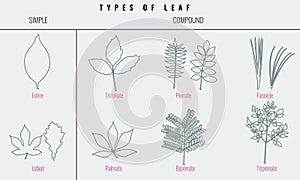Collection for Types of leaf with trendy line art style. Vector illustration.
