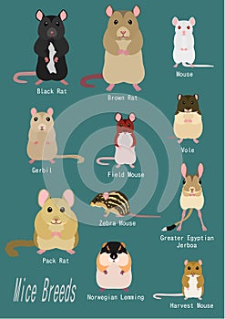 Collection of Various breeds of mice and rats with names