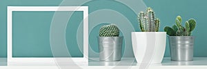 Collection of various cactus plants in different pots. Potted house plants on white shelf against turquoise colored wall.