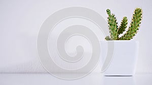 Collection of various Cactus and succulent plant in ceramic different pot on white background