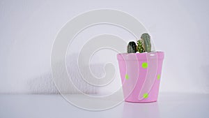 Collection of various Cactus and succulent plant in ceramic different pot on white background