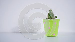 Collection of various Cactus and succulent plant in ceramic different pot on white background