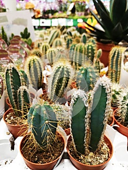 Collection of various cactus and succulent plants in different pots. Many plants of cacti in the store.