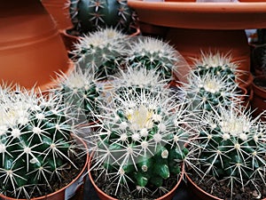 Collection of various cactus and succulent plants in different pots. Many plants of cacti in the store.