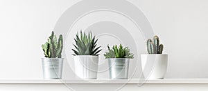 Collection of various cactus and succulent plants in different pots. Potted cactus house plants on white shelf.