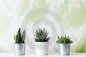 Collection of various cactus and succulent plants in different pots. Potted cactus house plants on white shelf against design wall