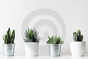 Collection of various cactus and succulent plants in different pots. Potted cactus house plants on white shelf. photo