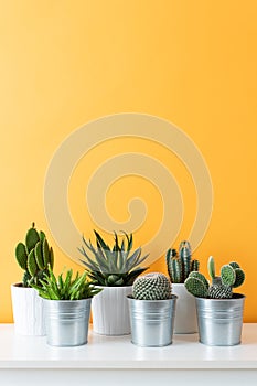 Collection of various cactus and succulent plants in different pots. Potted cactus house plants on white shelf.