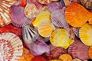 Collection of various colorful seashells on black background