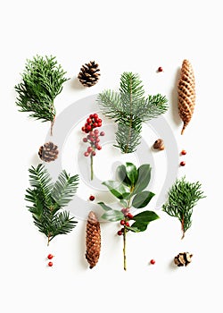 Collection of various conifers and cones on white background photo