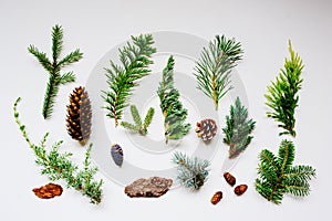 collection of various conifers and its cones on white backround. photo