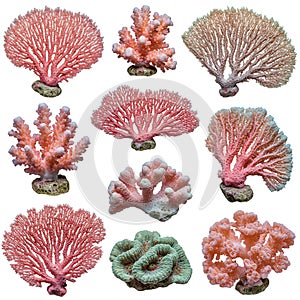 A collection of various coral forms arranged in a grid pattern. Each coral is distinct,