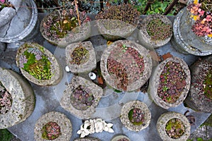 Collection of various evergreen plants and succulents in the garden on the mosaic table in homemade concrete containers