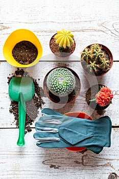 Collection of various flowering cactus plants, gardening gloves, potting soil and trowel on white wooden background with copy.