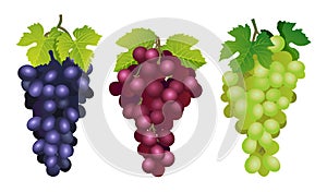 Collection of various fresh red, purple and green grapes