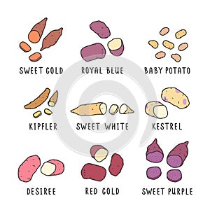 Collection of various kinds of potato, colored illustration Hand drawn vector drawings set of cliparts isolated Organic healthy di