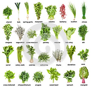 Collection of various kitchen herbs with names