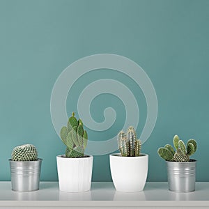 Collection of various potted cactus house plants on white shelf against pastel turquoise colored wall. Cactus plants background.