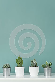 Collection of various potted cactus house plants on white shelf against pastel turquoise colored wall. Cactus plants background.