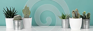 Collection of various potted cactus house plants on white shelf against pastel turquoise colored wall. Cactus plants banner.