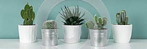 Collection of various potted cactus house plants on white shelf against pastel turquoise colored wall. Cactus plants banner.