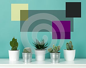 Collection of various potted cactus house plants on white shelf against pastel turquoise colored wall. Cactus plants poster.