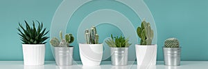 Collection of various potted cactus and succulent plants on white shelf against pastel turquoise colored wall.House plants banner.