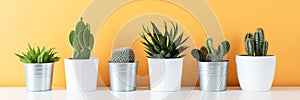 Collection of various potted cactus and succulent plants on white shelf against warm yellow colored wall. House plants banner.